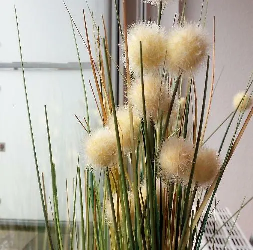 Mit Loggia * 蒙斯特